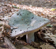 Russula cyanoxantha