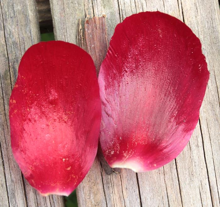 Paeonia peregrina