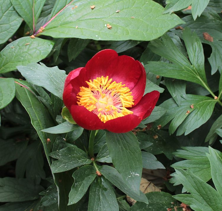 Paeonia peregrina