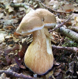 Tylopilus felleus