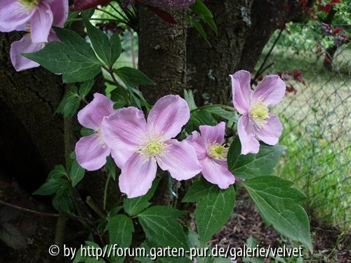 Clematis Montana Tetrarose