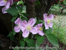 Clematis Montana Tetrarose