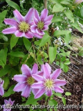 Clematis Empress