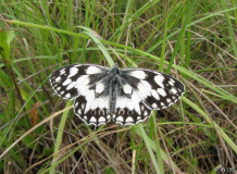 Schachbrettfalter