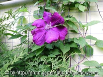Clematis Rouge Cardinal