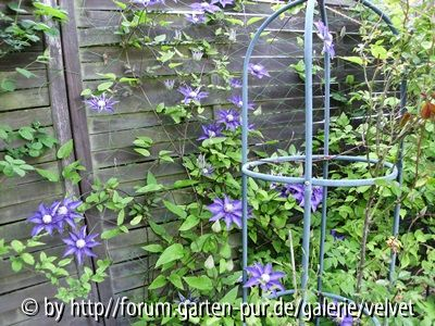 Clematis Multi Blue