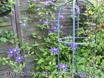 Clematis Multi Blue