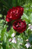 Paeonia-Buckeye-Belle_15-1a.jpg