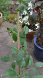 Clematis_recta-Purpurea_15-1.jpg