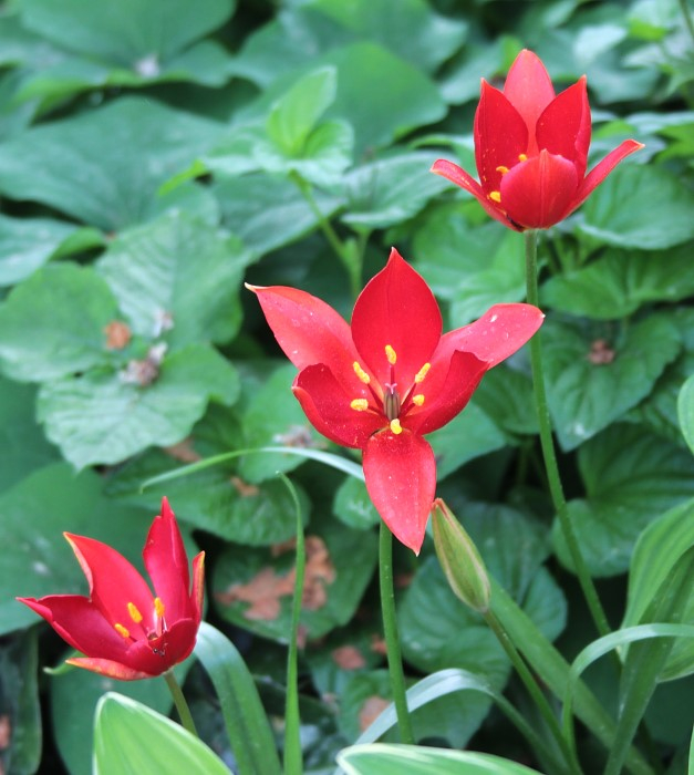 Tulipa sprengeri