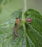 Diaea dorsata