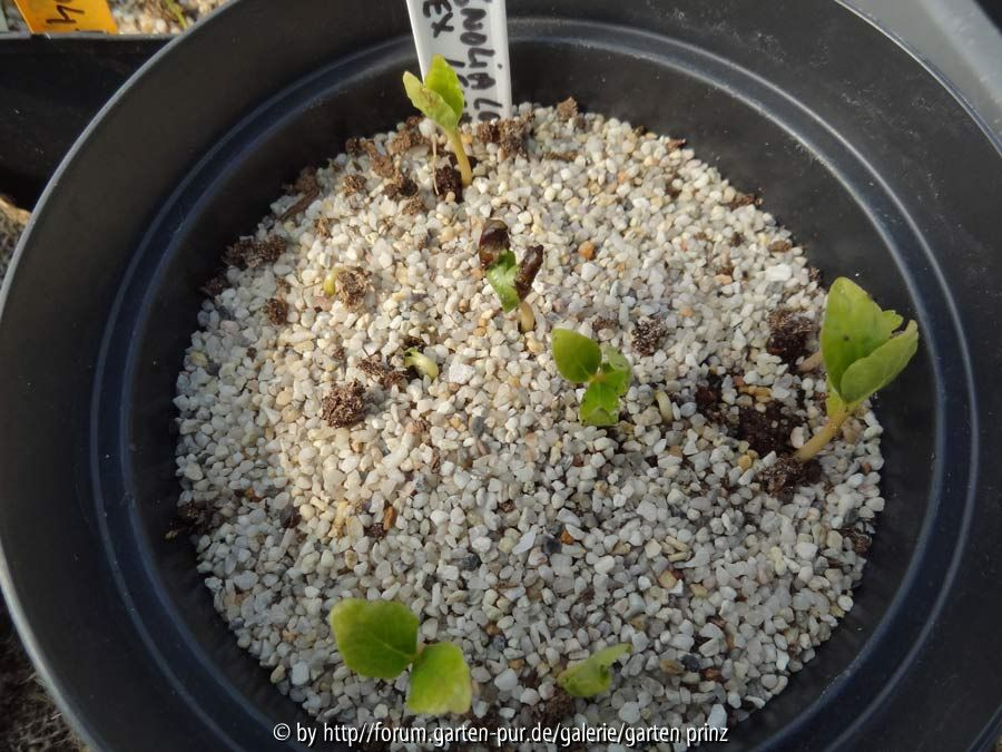 Magnolia loebneri ex Leonard Messel Germination May 2015