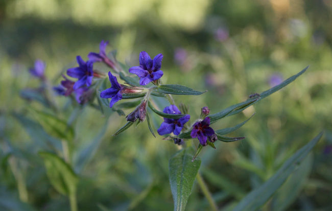 Buglossoides purpurocaerulea