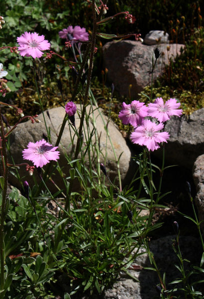 Dianthus nitidus
