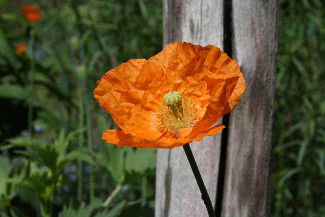 Papaver atlanticum