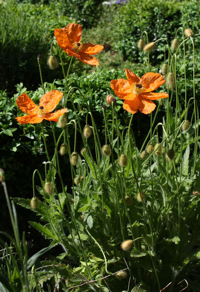 Papaver lateritium