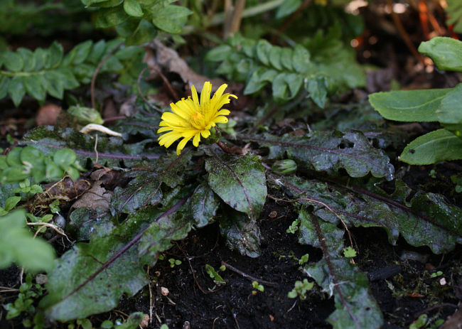 Taraxacum rubifolium