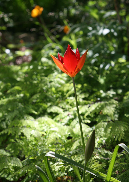 Tulipa sprengeri