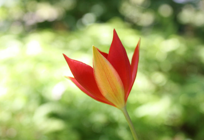 Tulipa sprengeri
