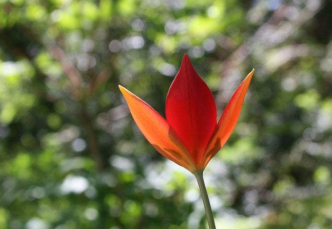 Tulipa sprengeri