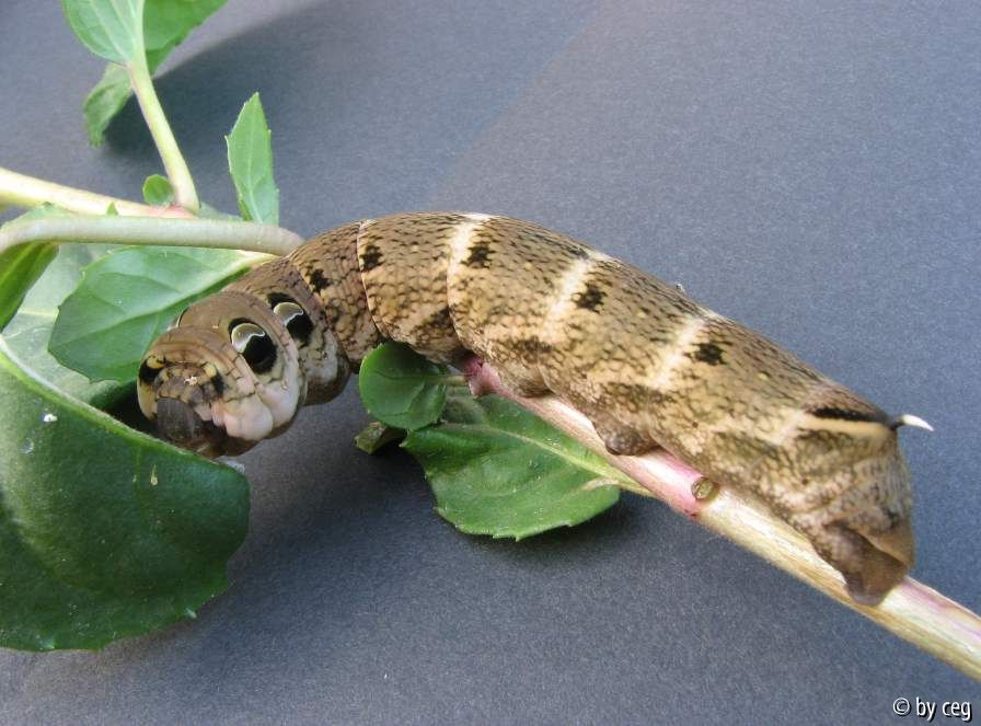 Mittlerer Weinschwärmer Raupe