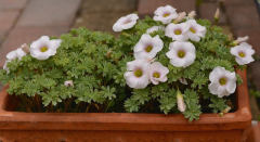 Oxalis Ute