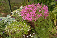 Oxalis rubra und triangularis