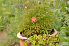 Oxalis deppei