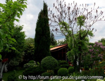 Rhus typhina