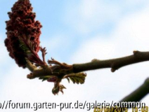 Rhus typhina
