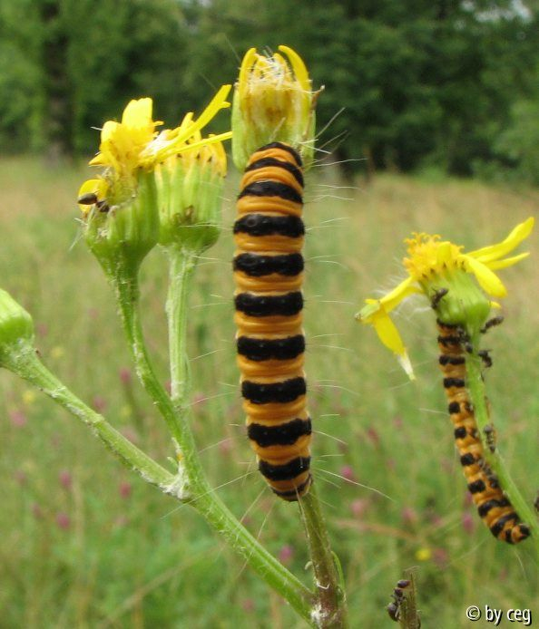 Blutbär Raupe