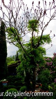 Rhus typhina