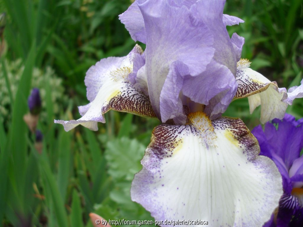 Iris Mai 2015, Sämling