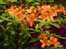 'Coccinea Speciosa'