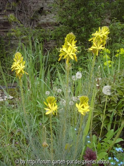 Asphodeline lutea