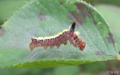 Pfeileule Raupe