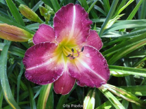 Mavis Gift X (America the Beautiful x As