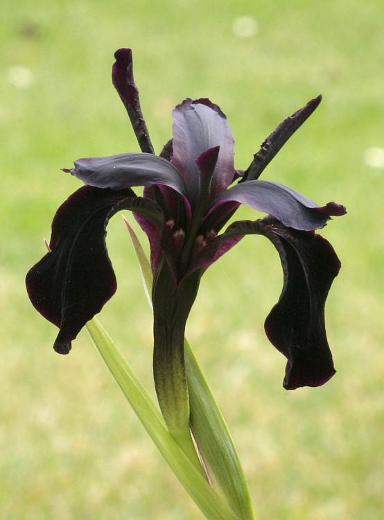 Iris chrysographes