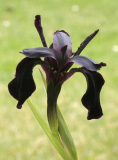 Iris chrysographes