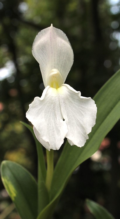Roscoea 'Kew Beauty'