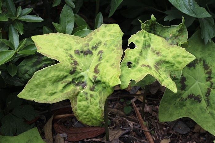 Podophyllum versipelle ssp. versipelle