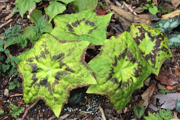 Podophyllum versipelle ssp. versipelle