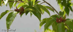 15-05 Vorgarten Stewartia Knospen