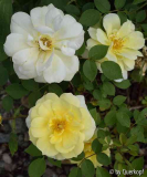 15-05 Vorgarten Rose Petit Canard