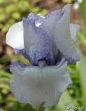 15-05 Vorgarten Iris Stylized Blue
