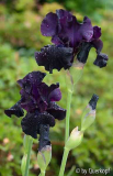 15-05 Vorgarten Iris Sambuca