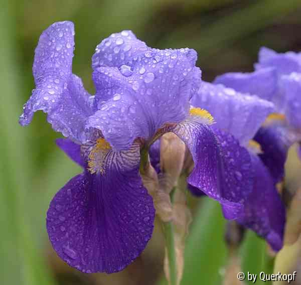 15-05 Vorgarten Iris Amas