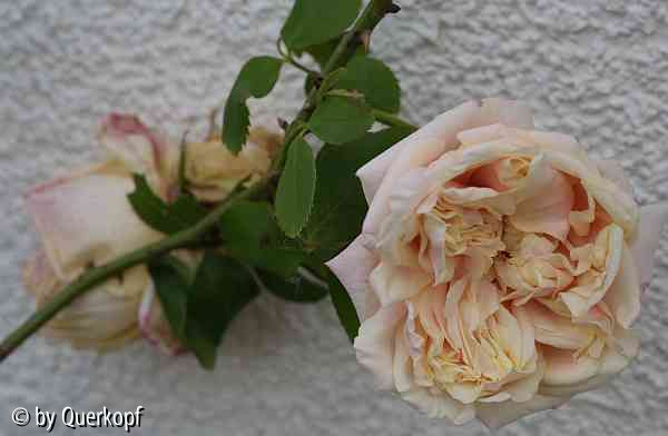 15-05 Vorgarten Rose Gloire de Dijon