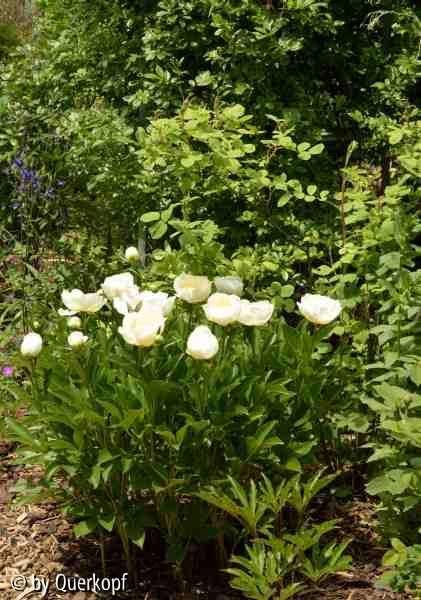 15-05 Paeonia Jan van Leuwen
