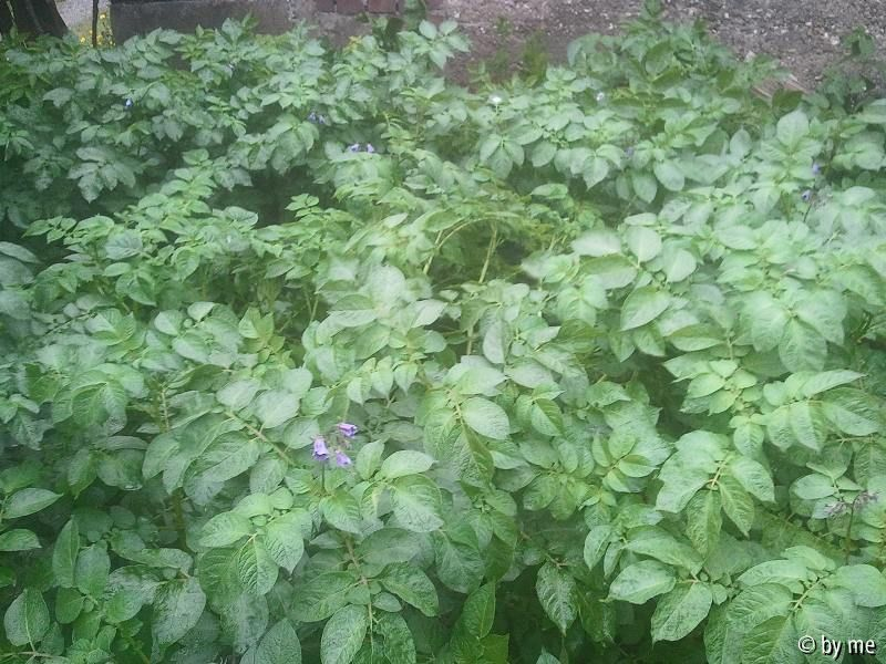 Kartoffelbilder